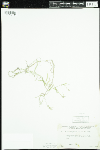 Campanula aparinoides image