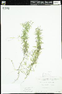 Campanula aparinoides image