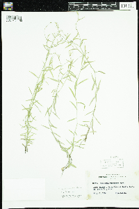 Campanula aparinoides image