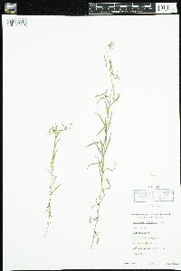 Thumbnail image of current specimen