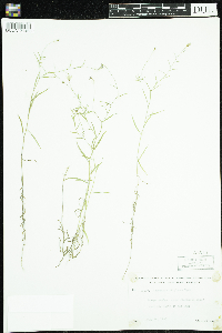 Thumbnail image of current specimen