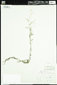 Campanula aparinoides image