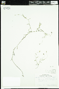 Thumbnail image of current specimen