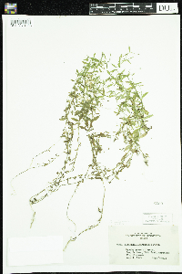 Campanula aparinoides image