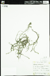 Callitriche hermaphroditica image