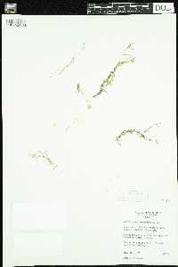 Callitriche hermaphroditica image