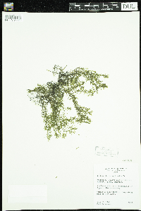 Callitriche hermaphroditica image