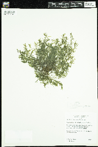 Callitriche hermaphroditica image