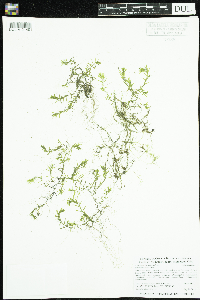 Callitriche hermaphroditica image