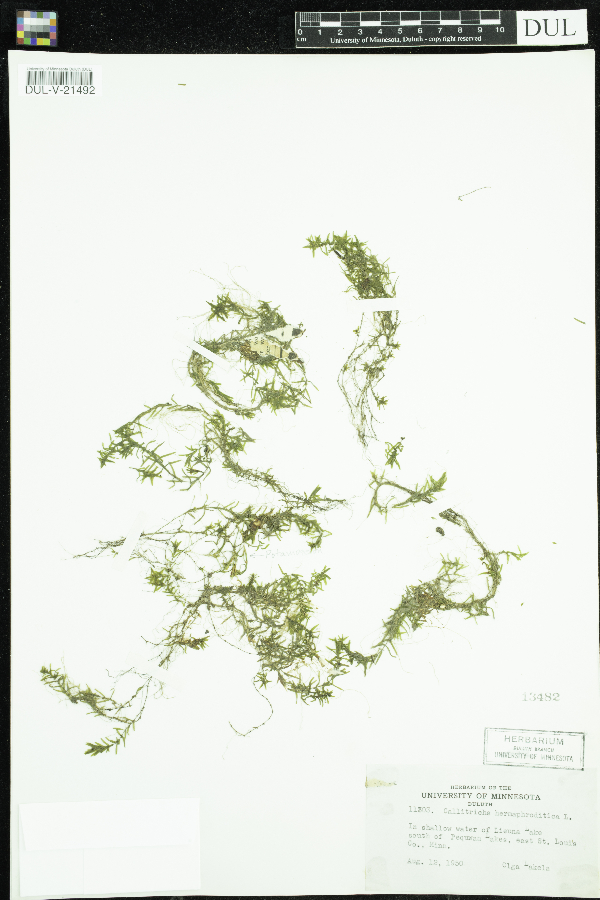 Callitriche hermaphroditica image