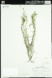 Callitriche hermaphroditica image