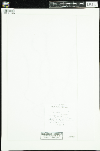 Callitriche hermaphroditica image