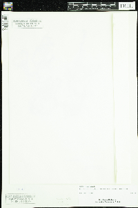 Callitriche hermaphroditica image