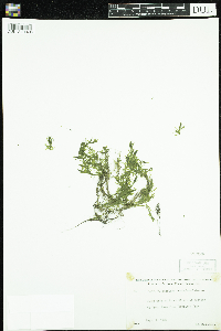 Callitriche hermaphroditica image