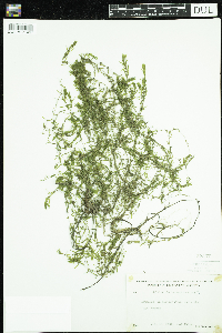 Callitriche hermaphroditica image