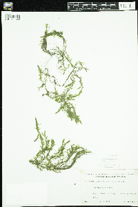 Callitriche hermaphroditica image