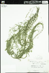 Callitriche hermaphroditica image