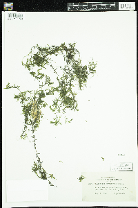 Callitriche hermaphroditica image