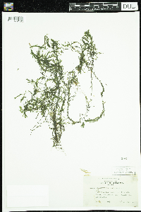 Callitriche hermaphroditica image