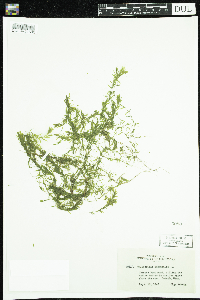 Callitriche hermaphroditica image