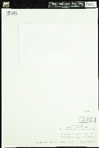 Callitriche hermaphroditica image