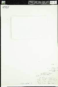 Callitriche hermaphroditica image