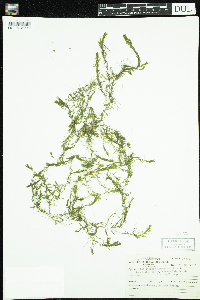 Callitriche hermaphroditica image