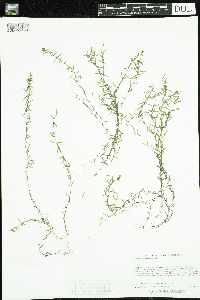 Callitriche hermaphroditica image