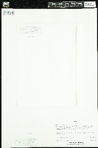 Callitriche hermaphroditica image