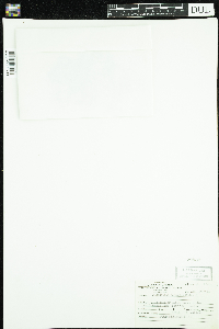 Callitriche hermaphroditica image