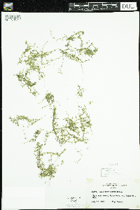 Callitriche palustris image