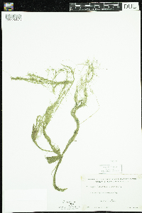 Callitriche palustris image