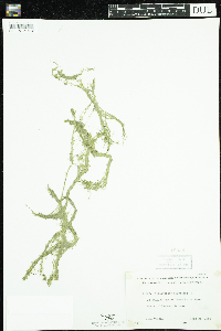 Callitriche palustris image