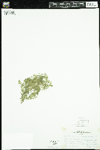 Callitriche palustris image