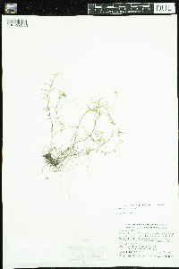 Callitriche palustris image