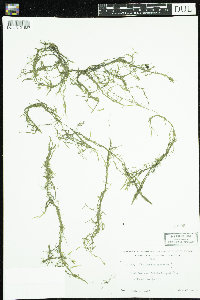 Callitriche palustris image