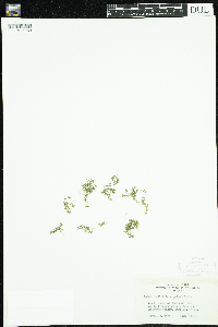 Callitriche palustris image