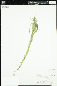 Callitriche palustris image