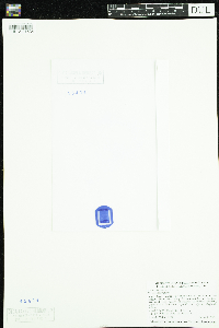 Callitriche palustris image