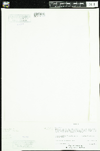 Callitriche palustris image