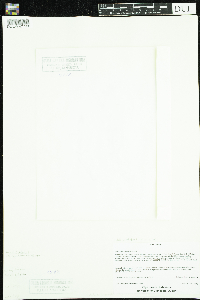 Callitriche palustris image