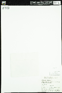 Callitriche palustris image