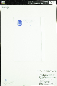 Callitriche palustris image