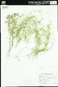 Callitriche palustris image