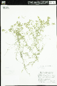 Callitriche palustris image