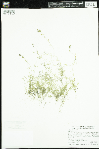 Callitriche palustris image