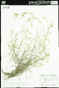 Callitriche palustris image