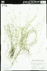 Callitriche palustris image