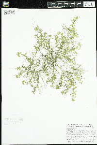 Callitriche palustris image