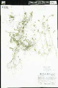 Callitriche palustris image